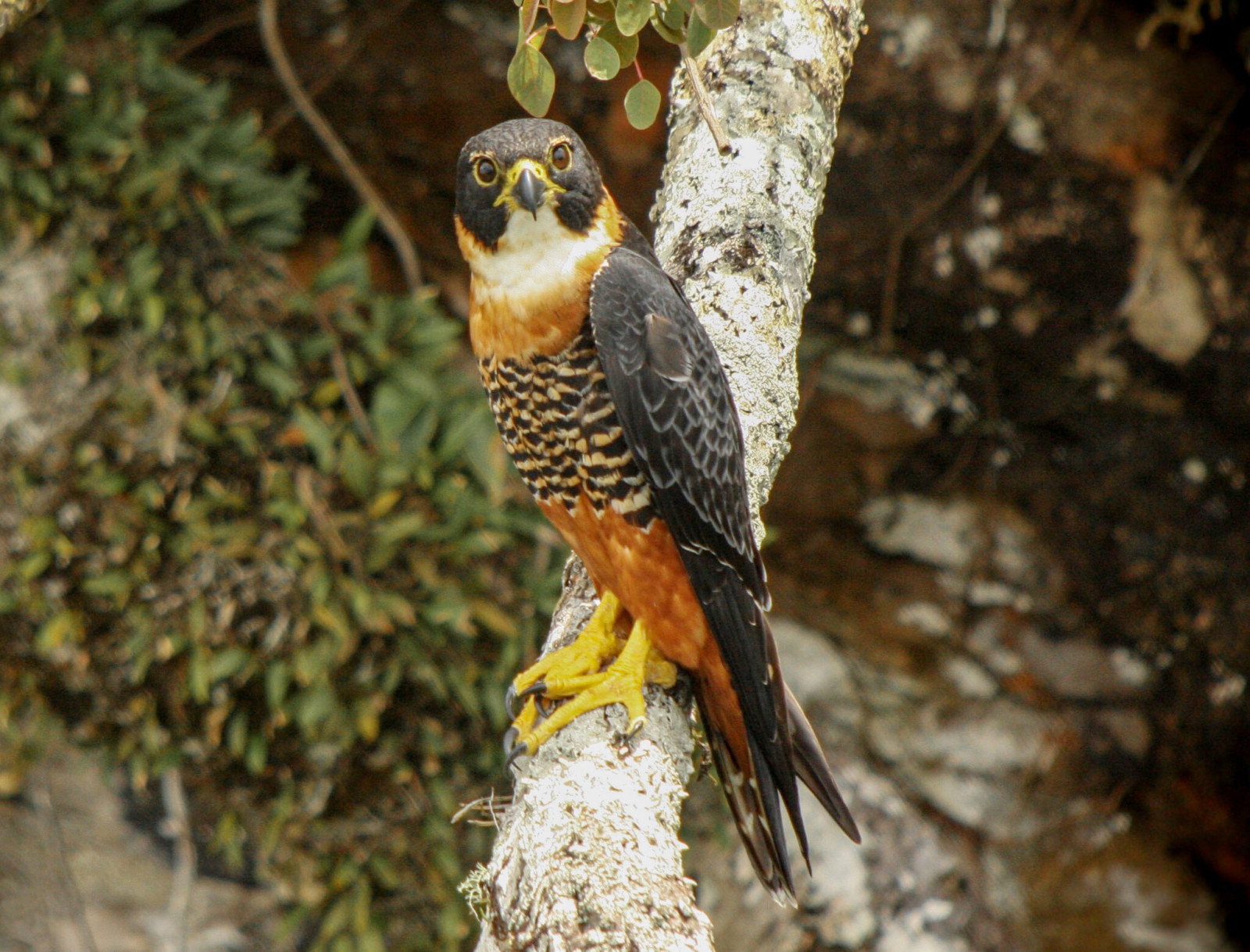 image Orange-breasted Falcon